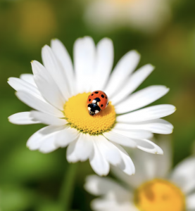 mariquita en flor
